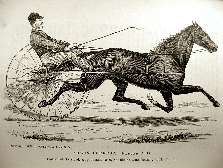 essay on horse breeding essay on horse breeding