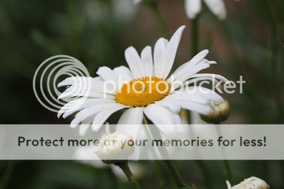 IMAGE: http://i416.photobucket.com/albums/pp241/tkbslc/lens%20samples/IMG_7898.jpg