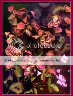 rosas.jpg flores image by casi-e