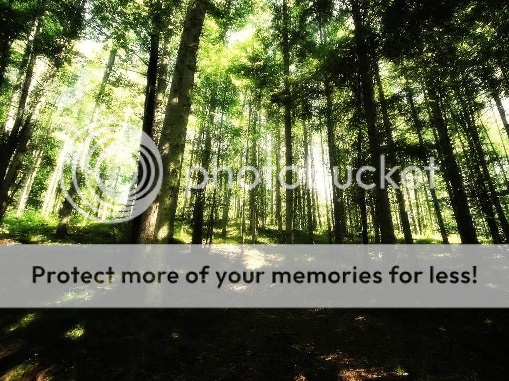 Green Forest High Definition Blog do Wallpaper