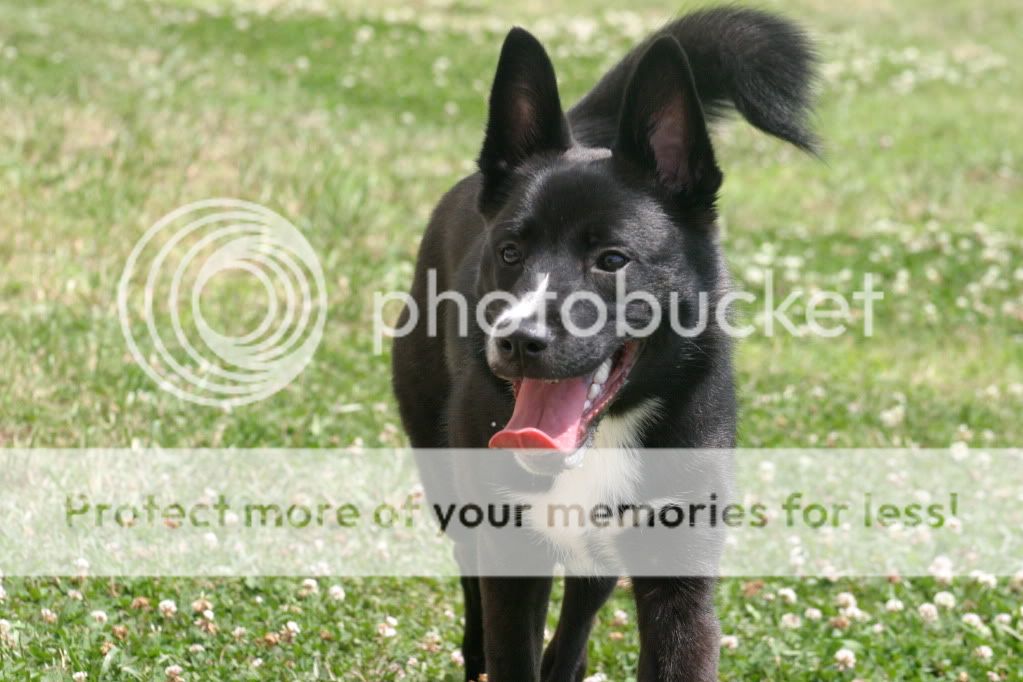 IMAGE: http://i416.photobucket.com/albums/pp248/GoWolfpack/5-30-10103.jpg