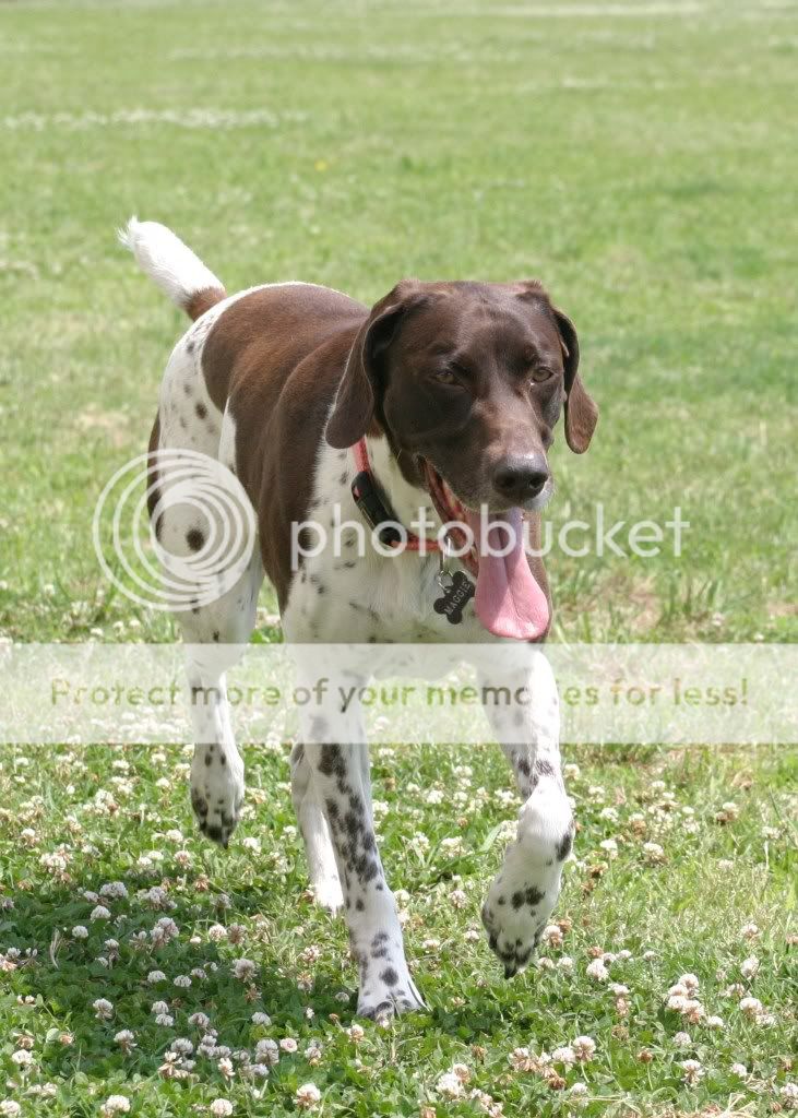 IMAGE: http://i416.photobucket.com/albums/pp248/GoWolfpack/5-30-10107.jpg