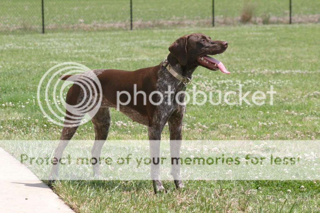 IMAGE: http://i416.photobucket.com/albums/pp248/GoWolfpack/5-30-10137.jpg