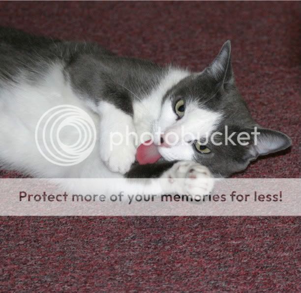 IMAGE: http://i416.photobucket.com/albums/pp248/GoWolfpack/Kittehz/5-30-10040-1.jpg