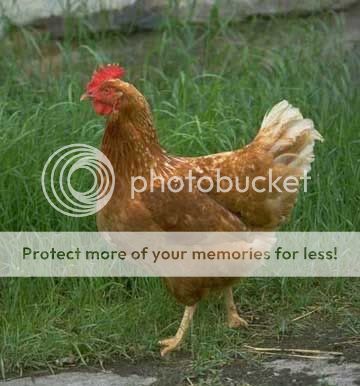 chiken chiken Pictures, Images and Photos
