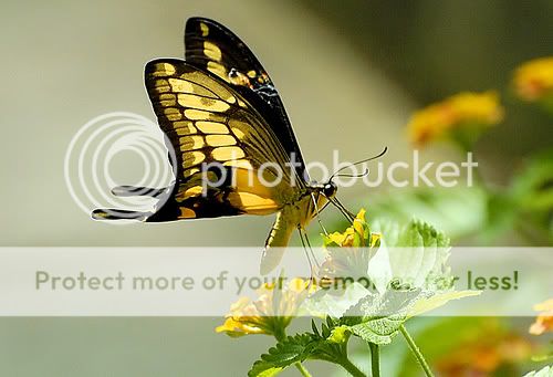 Kelebek Resimleri (2. Katalog)