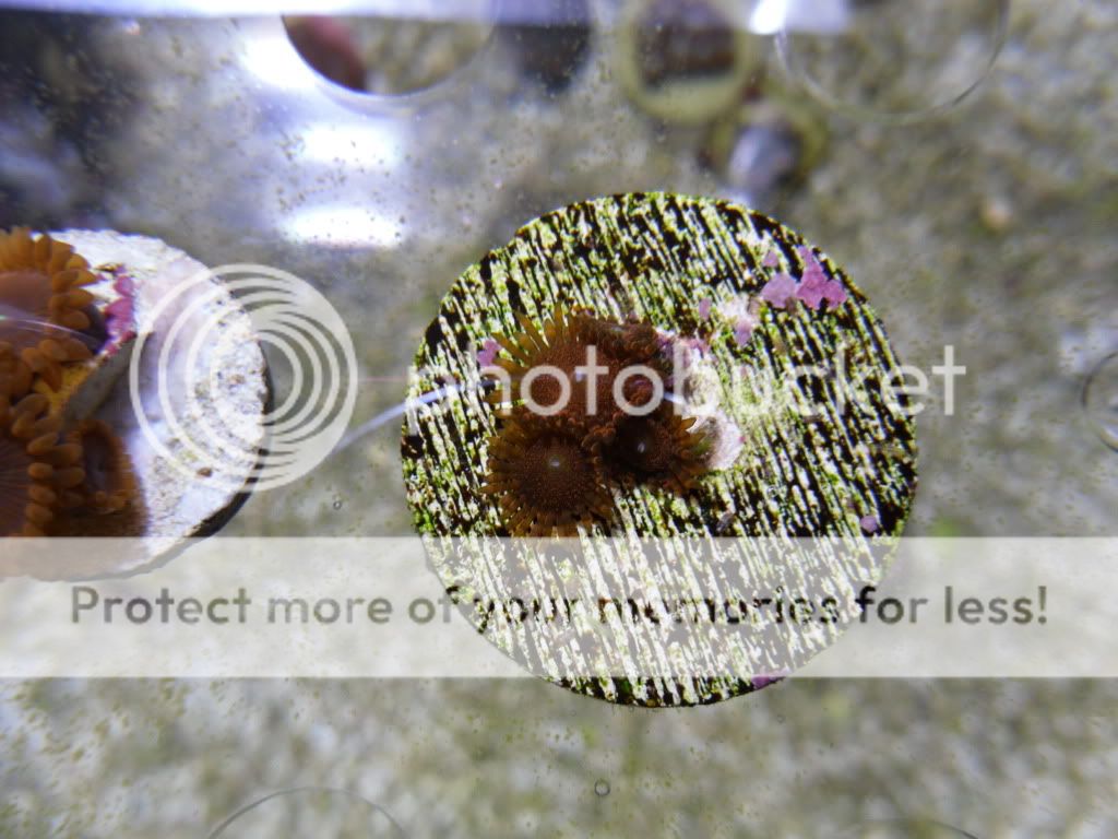 SDC10778 - Zoas & Palys