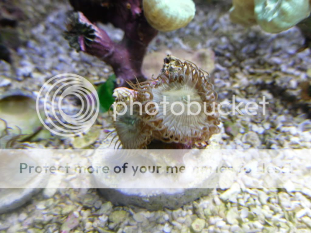 SDC10792 - Zoas & Palys