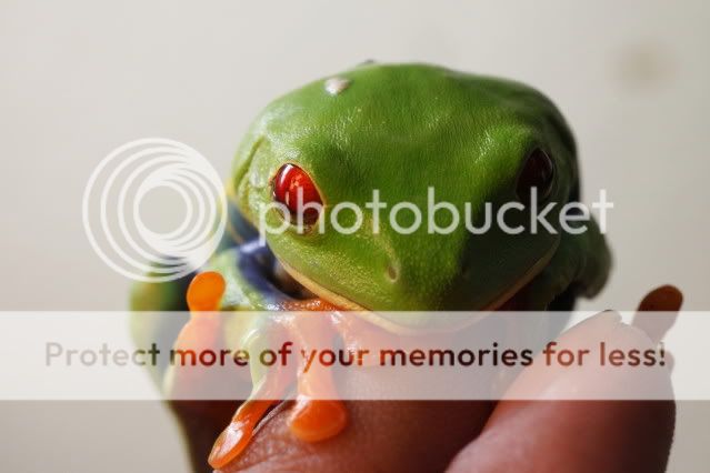 IMAGE: http://i416.photobucket.com/albums/pp249/ezzyzu/Canon%20Photography/IMG_4380.jpg