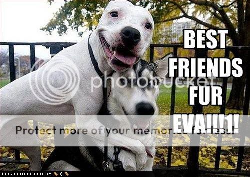 Funny-dog-pictures-best-friends-for