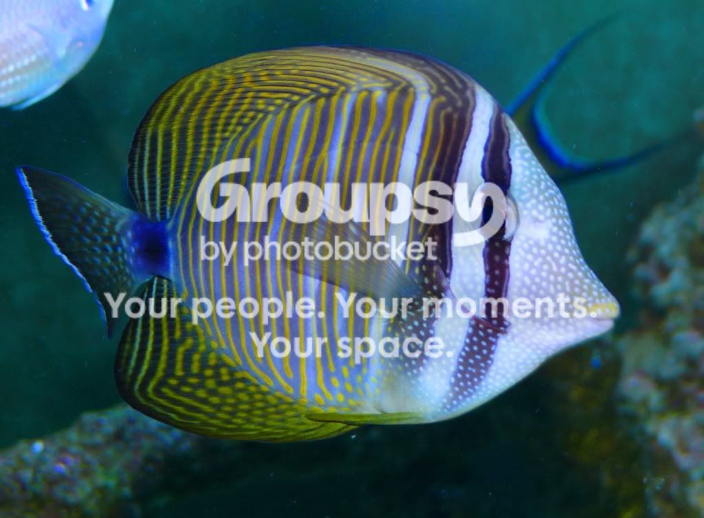 [TodoMarino.com] 4 peces....