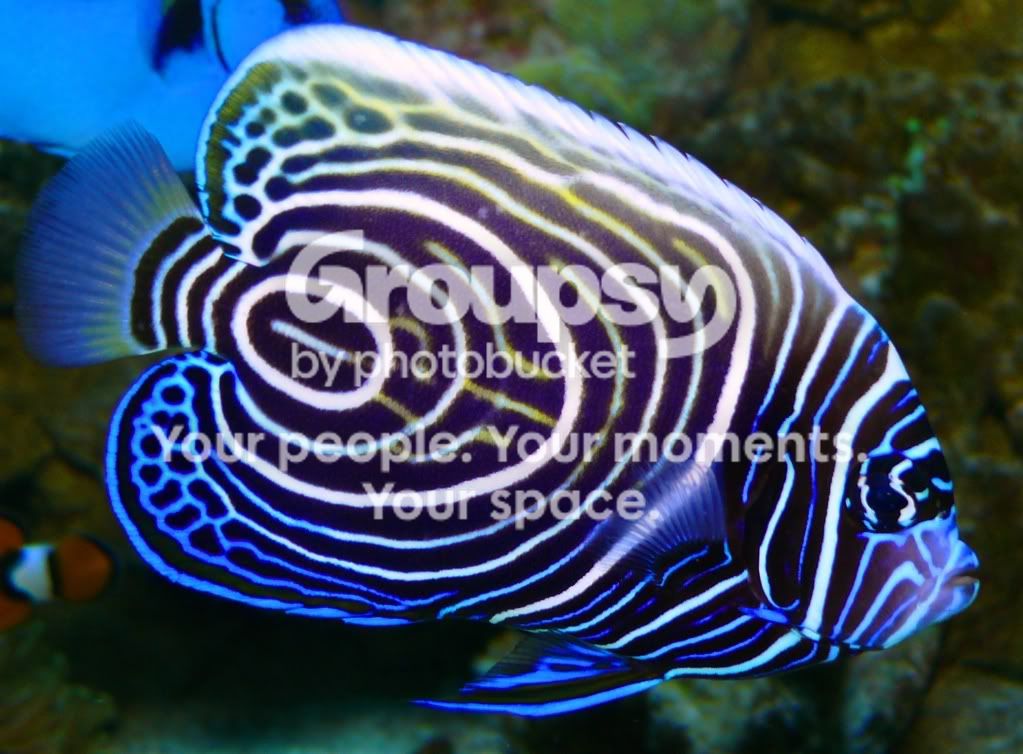 [TodoMarino.com] 4 peces....