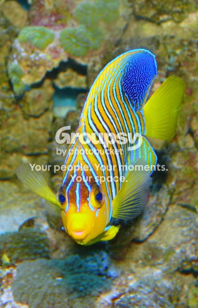 [TodoMarino.com] 4 peces....